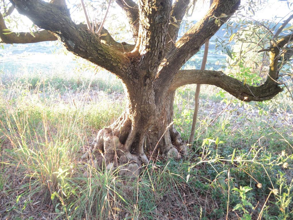 Pontet-Fronzele Agrotourisme Ecologique, Maison D'Hotes & Spa Lagorce  Dış mekan fotoğraf